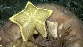 Facts: The Cookie Star
