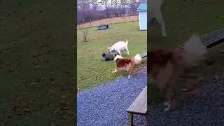 Brave Dog Protects Child from a Goat