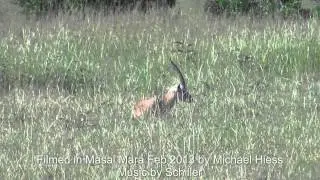 Mara Eden  Cheetahjagd