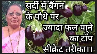 सर्दी में ये खाद डालते ही सिर्फ 15 दिन में बैंगन का पौधा फलों से भर जाएगा