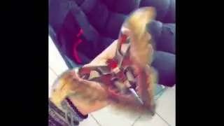 Attacus atlas
