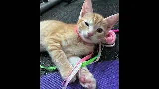 Kitten Pilates 2024