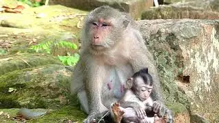 Poor Monkey Baby Quinton Hungry and Feeding