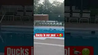 Would you still swim here😱? #shorts #summer #swimming #swimmingpool