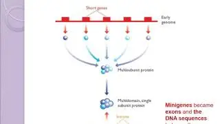 origin of introns