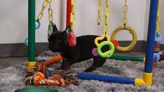 Blue Diamond Owl Creek Patsy French Bulldog Litter 2
