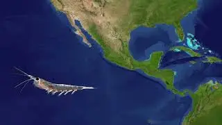 Nyctiphanes simplex  social behavior Mondragon Neri et al 2023