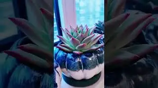 Beautiful Succulent Diy idea #169