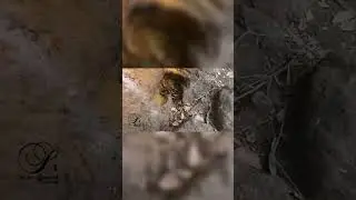 மன அமைதி தரும் சதுரகிரி! தியானத்தின் ரகசியம்!