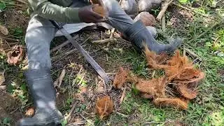 Como pelar un coco con machete en RD