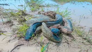 OMG! fisherman catching fish in Mud with hand skill-Best hand fishing