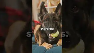 First-Time Dog Owners Should NOT Get These 3 Dogs 😱🐶🚫 #shorts #dogs #dog #pets #pet