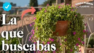Flores en Oto&ntilde;o | Gente Plantas