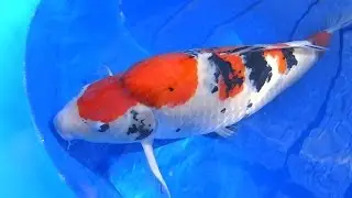 Koi Fish Selection 2 | How to Select Kohaku, Asagi & Sanke Koi