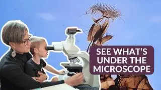 Insect parts Under a Microscope | Honey Bee, Bee, Dragonfly, House Fly, Butterfly, Mosquito