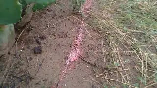 Coloquei adubo na palma e no Mandacaru sem espinhos  