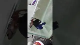 Reproducci&oacute;n de Peces Bettas... La hembra pone los huevos