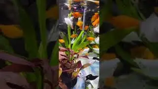Koi fish, koki fish, ornamental fish, freshwater fish, sea animals, lobster, shark
