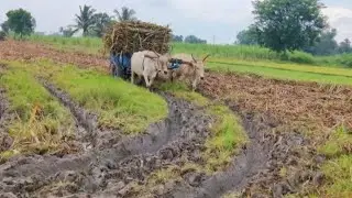Bullock Cart Mud Ride | Bullock Cart Ride