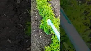 togari pruning machine #kudi chuto yantra # nipping process | agriculture