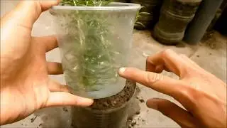 COMO MULTIPLICAR PLANTAS DE ROMERO A TRAVÉS DE TALLOS O ESQUEJES