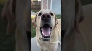 Tell me why (Dog version)