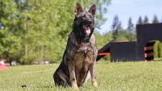 Springtime Obedience with Christi von der Germanischen Wolfsschanze! | Kraftwork K9 Pro