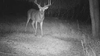 Trail Cam Pix&hellip;Beamer's Guide Service