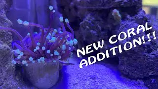 Nano Reef Tank CORAL UNBOXING | Ocean Lyfe