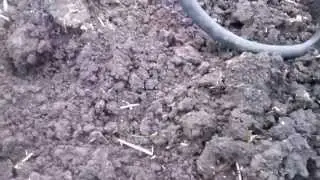 cobra f&eacute;mkereső nagyfej