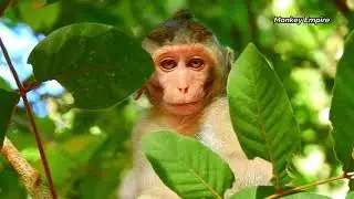 Very cute baby monkey Alba,So lovely tiny girl Alba!