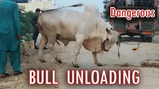 Dangerous Bull Unloading 2020. Dangerous Bull 2020. Cow Mandi 021