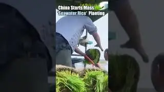 china starts mass 'seawater #rice &lsquo; planting