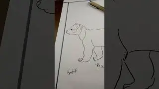 Red panda/#shorts #short/Easy animal drawing/Koushik Arts