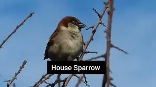 The Secret Life of House Sparrows! | Saved the Sparrow Birds 
