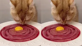 #RawMeat #CatEatingShow #Cat #CuteEverythingPlan Cat mukbang #ASMR