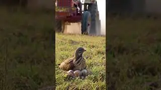 indian Courser birds Shoers..