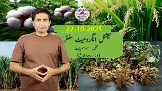 Farmer&rsquo;s Weather Forecast Pakistan | 22 October 2025 | PMD Agriculture Weather Update