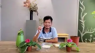 大岩桐 養護繁殖