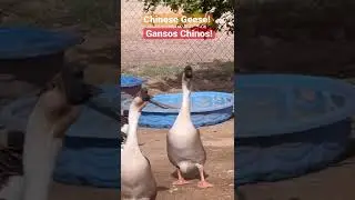 Chinese Geese!/Gansos Chinos!#shorts
