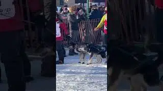 IDITAROD 51 sled dog race | ceremonial start Anchorage 2023