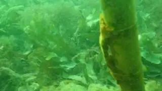 Inspection dive