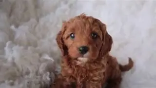 TOY Cavoodle puppy - 6 weeks old