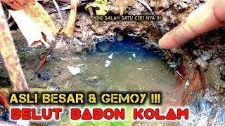CARA MENCARI DAN CIRI LUBANG BELUT BABON KOLAM SAAT BANJIR