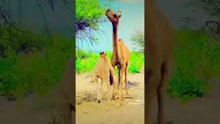 camel with baby 🐪#funny  #account #funny #animalsong #camel #camelsong #account #cat #funny #animals