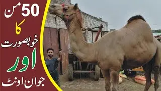 Camel Mandi in Pakistan Lastest Update 2020 camel Mandi in Gujranwala (10)