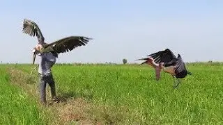 Bird Trap ⎟ The Boy make easy trap catch big bird in the rice fields