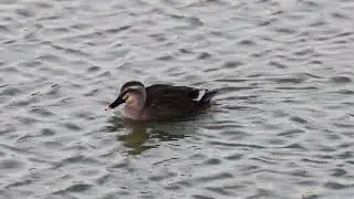 #野鳥　#カルガモ　#ニサンザイ古墳　#世界遺産