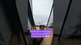 The first snow of the year&hellip; & my cats were NOT prepared for this ❄️🐱 #CatsInSnow #CatReels