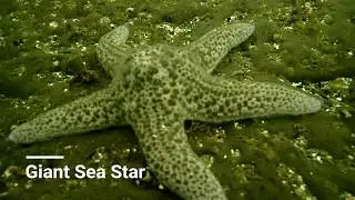 Scuba diving at Seal Cove, California with TG4